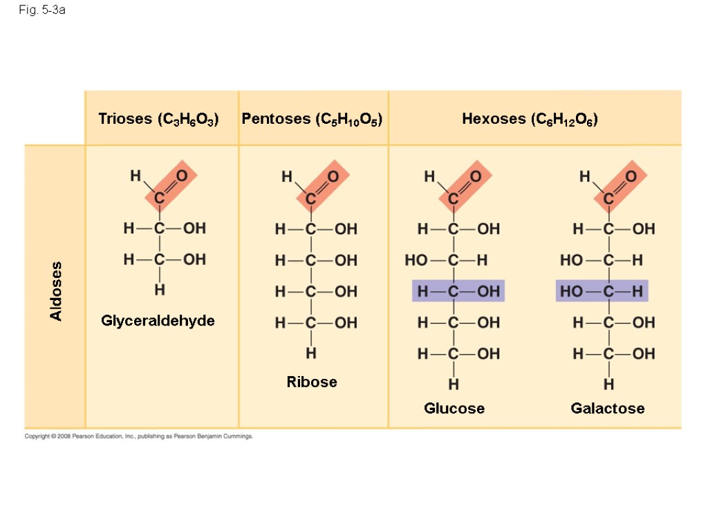 Fig. 5-3a Aldoses Glyceraldehyde Ribose Glucose Galactose Hexoses (C6H12O6) Pentoses (C5H10O5) Trioses (C3H6O3)